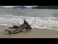 Sea Wave Hitting Driftwood In Slow Motion