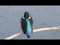 Lakenheath Fen: kingfisher 02/09/2024