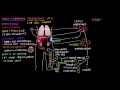 What is polycythemia vera? | Hematologic System Diseases | NCLEX-RN | Khan Academy