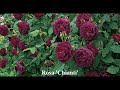 David Austin Junior’s Fantastic Garden with Great tips on roses
