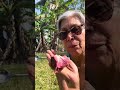 My Custard Apple video