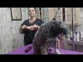 Poodle with 3 legs & Schnauzer roommates groomed together #groomer #dog