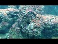 Reef Tank - Amphipods, Sponge and Zoanthids