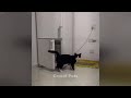 New Funny Cats and Dogs Videos 😻 Funny Cats Moments 😂