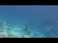 Snorkeling / Freediving at Kandolhu, Maldives (2024)