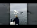 Video captures humpback whale capsizing boat in New Hampshire