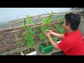 How To Grow Cucumbers In Plastic Containers For Larger Harvests And Faster Yields