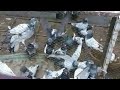 کبوتر بازی pigeon video pigeon racing pigeon bird farming pigeon chiks fancy pigeon chiks