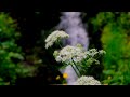 Yarrow in Full Bloom