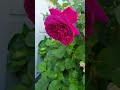 Roses are Blooming. My Mum's Spring Garden.           1st Nov. 2021