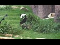 Eating Panda1.MOV