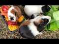 Baby Guinea Pig population explosion