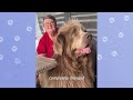Newfie Pups Run To Grandma Every Time She Visits | Cuddle Buddies