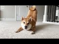 4 Unique Things About Living with a Shiba Inu