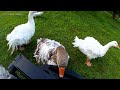 Sebastopol Geese Greeting