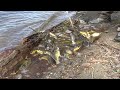 How to Catch BULLHEADS by the BUCKET LOAD! (Spring Fishing)