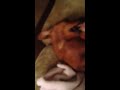 DOXIE BABY PLAY FIGHTING