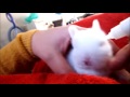 Baby Bunny Rabbits Binky - CUTEST Compilation