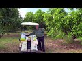 MORE on Mango Tree Fertilizing- WHEN to Fertilize