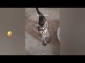 FUNNIEST CAT AND DOG VIDEOS 2023 #27
