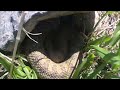Black Widow Spider vs Bumble Bee... Please Like, and Subscribe