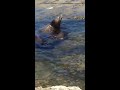 La Jolla cove seal watching