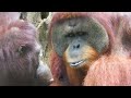 Orangutans go home for a moment / 少しだけ一時帰宅するオランウータン