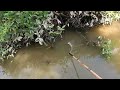 Vừa Chích Vừa Thả Cáp Hốt Sạch Bầy Cá Trê Lai Khủng | Kích Cá Miền Tây | Catch Fish