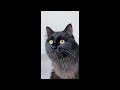 😂 Funniest Cats and Dogs Videos 😺🐶 || 🥰😹 Hilarious Animal Compilation №415