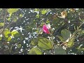 Cambodia Flowers : How Beautiful Flowers || Am Gardener