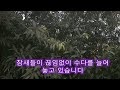 ASMR, 이른아침 참새들의 합창, 끊임없는 수다로 스트레스 해소중인 참새떼들, 반창회나온 참새들, 자연의 소리. Healing Sound, 早朝雀たちの合唱