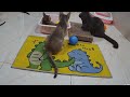 Hilarious Cats and Dogs😹🐶Funniest Animals 2024😺