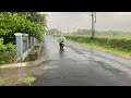 Super Heavy Rain and Strong Winds in the Middle of Rice Fields | Relaxing Rain Sounds For Insomnia