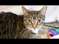 Santa Boo, Itchy Boo, Jackets For Cats - S7 E11 - Lucky Ferals Vlog - Life With 11 Cats