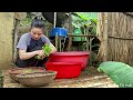 Harvest chicken eggs, papaya, and papaya flowers to sell at the market - make pho rolls