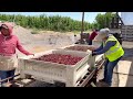 De distintos lugares llega la gente siguiendo este trabajo temporal porque Es donde se gana mas