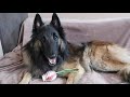 Watch This Before Getting a Belgian Shepherd | 5 Questions to Consider