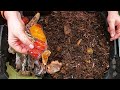 Worm Bedding can STOP  Nutrient Deficiencies in your Garden - Red Wigglers