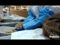 Ferocious feral kittens get their first bath!  TinyKittens.com