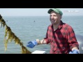 Kelp Could Save Our Oceans — If You Eat It (HBO)