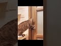 hilarious animals 🤣😂🤣 #funnyshorts #funnyvideo #funnycats #funnydog