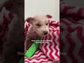 Tiny Street Pup Beats All The Odds | The Dodo