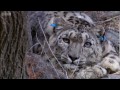 Tagging a Predator on the Hunt | Snow Leopard: Beyond the Myth | BBC Earth