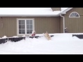 Pug goes crazy for snow