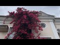 Amazing and wonderful bloom of a red spring