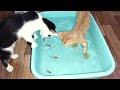 Cat Games Fish Challenge 🐠🐋🐟 Fish For Kittens To Watch