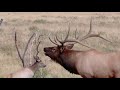 BULL ELK BUGLING ELK RUT 2020 (4k)