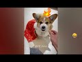FUNNIEST CAT AND DOG VIDEOS 2023 #21