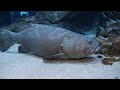 Georgia Aquarium Dive with Whale Sharks 2023