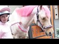 WE TURNED POPCORN PINK!! PONY DRESSING UP * HORSE MAKEOVER *